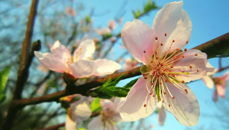 八字带两个桃花：官星桃花中的官一定是正官吗