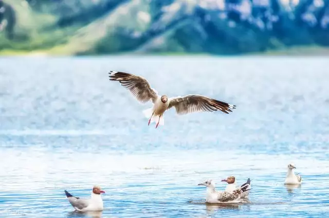 水墨星座今日運勢,超準星座運勢