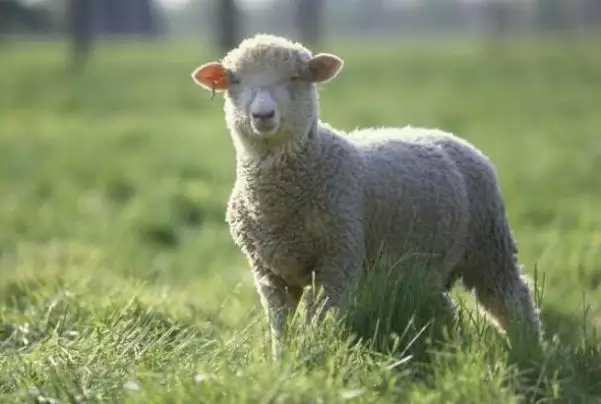 屬鼠和屬羊的婚配好嗎,有沒有屬鼠的和屬羊的結婚的