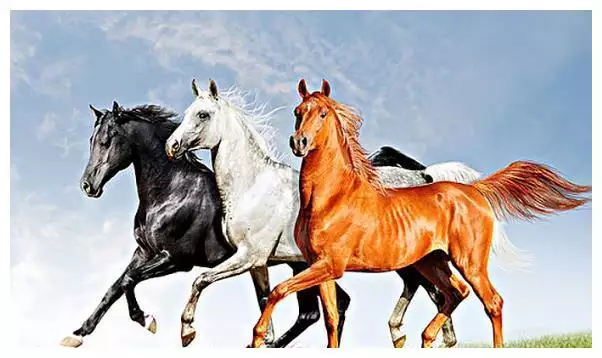 3、属什么生肖:如何知道是什么生肖日呢?