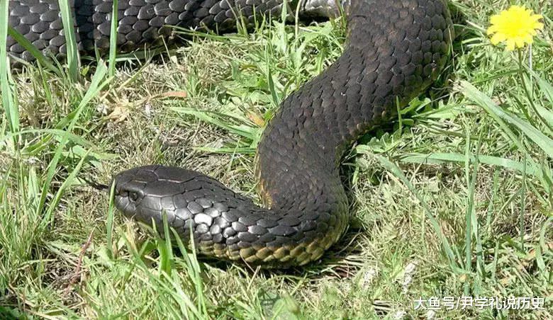3、男蛇與女虎相配嗎:屬蛇的男生和屬虎的女生婚姻相配嗎