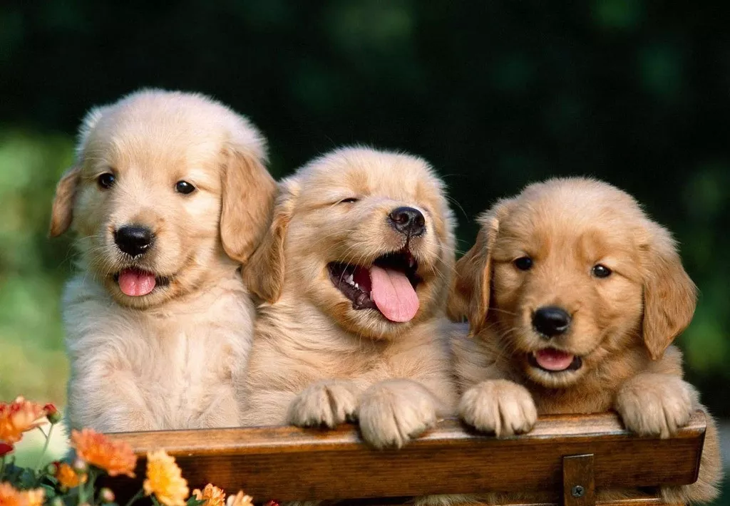 022年出生屬狗一生運勢，2022年出生的虎寶寶幾月更好"