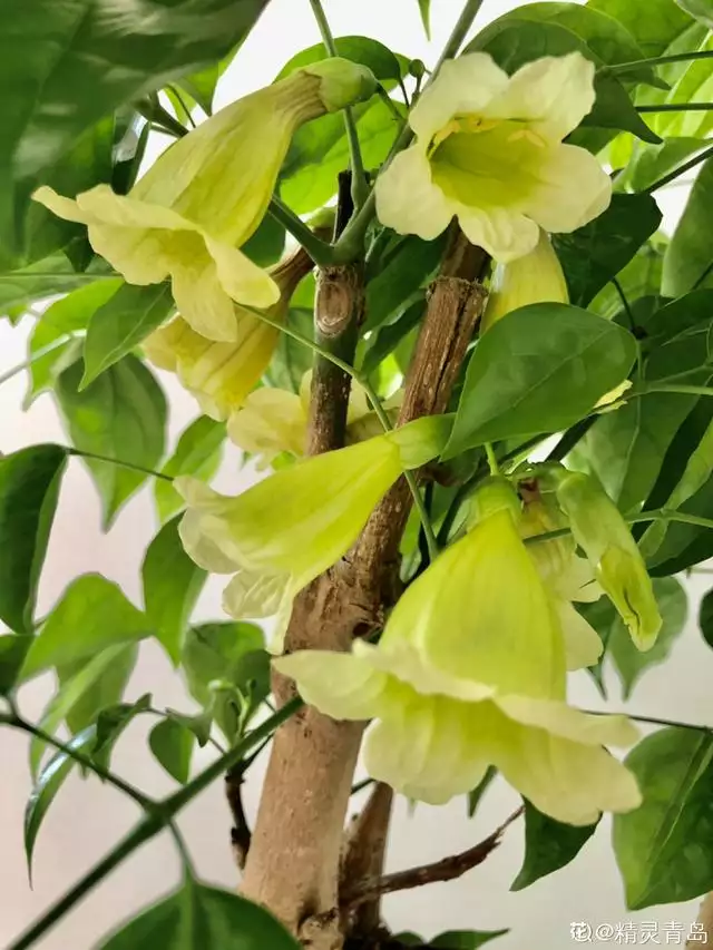 寓意吉祥好兆頭的圖片，象徵富貴吉祥的圖片