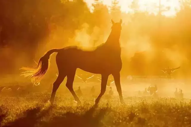 十二生肖的運勢和婚姻，十二生肖今年的婚姻如何