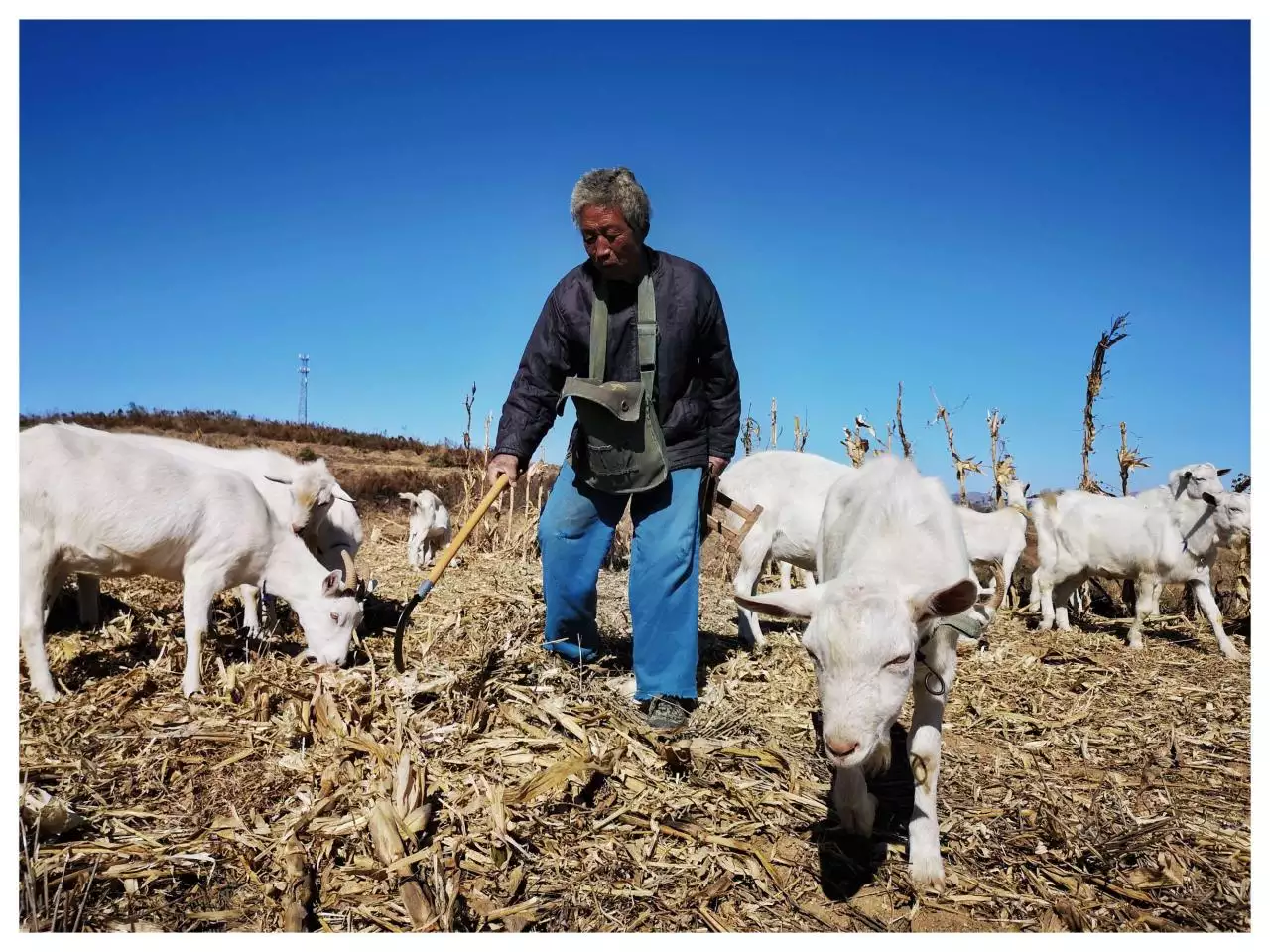 4、人能進入羊的身體嗎:人日羊的好處