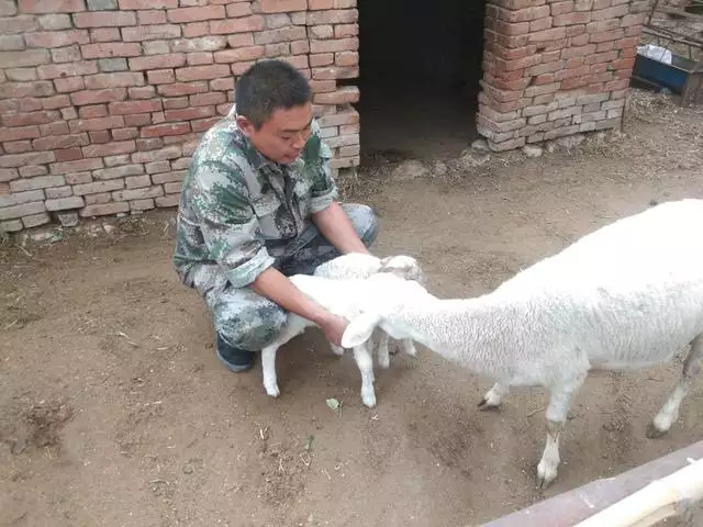 母羊裏面溫度高，羊晚上適應溫度是多少