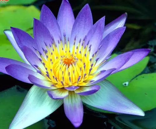 1、水性楊花的三大生肖女:十二生肖中的那個是水性楊花的動物