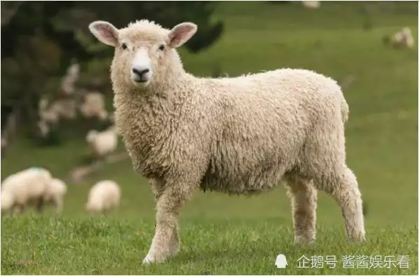 屬羊的今年能找到對象嗎,屬羊如何遇到正緣