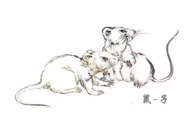 984年屬鼠一生運勢，2008年屬鼠一生運勢"