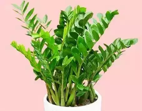 屬羊的發財方位在哪，79年屬羊42歲有桃花運
