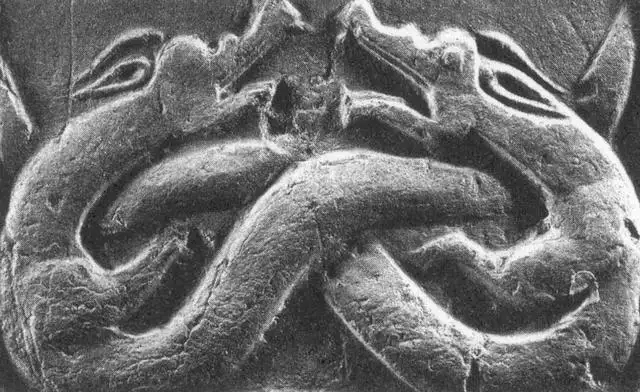 蛇和龍在一起對誰不利，龍和蛇不能生什麼寶寶