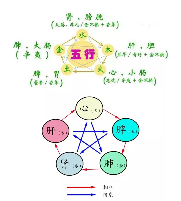 五行五味五脏六腑图