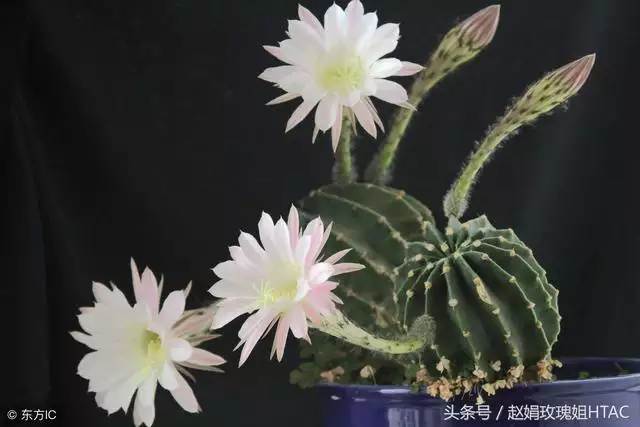 属狗的旺财招财摆件，属猴旺财的摆件