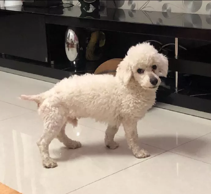 1、羊狗婚配怎么样:属羊的和属狗的相配吗？在一起会不好吗