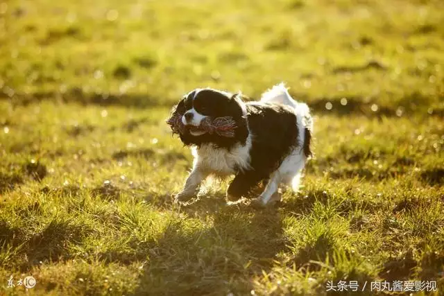4、屬猴為什麼要遠離狗:屬猴和屬狗的相衝嗎