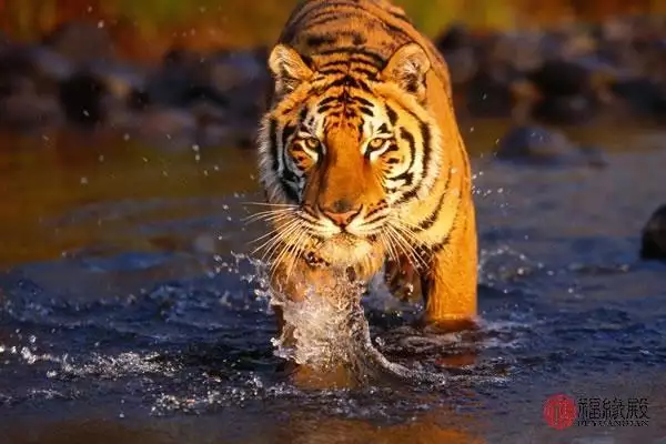 974年属虎男有几次婚姻，74年属虎47岁有一灾"