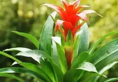 屬羊的發財方位在哪，79年屬羊42歲有桃花運