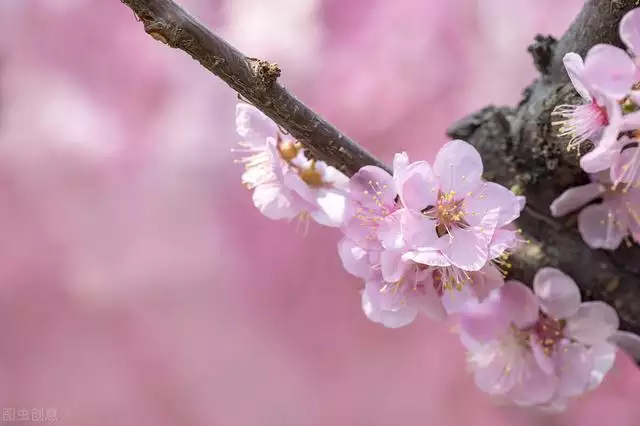 3年屬牛的女人今年每月情況，85屬牛人2022