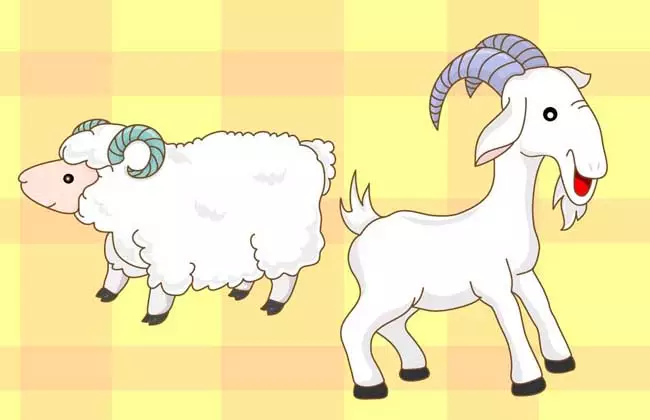 屬豬和屬羊的合不合，豬和羊在一起財運怎麼樣