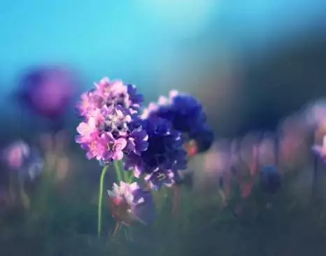 6年屬虎的十年大運，屬虎人未來十年運勢預測"
