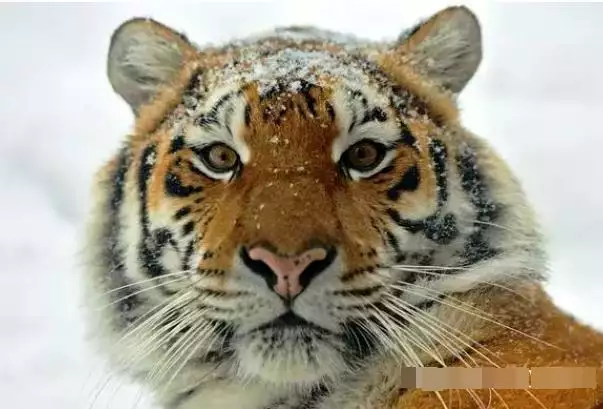 属虎的哪年生的，1950年属虎有几个难