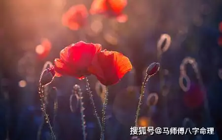 凶命八字的特征：人的命,真是天注定吗?