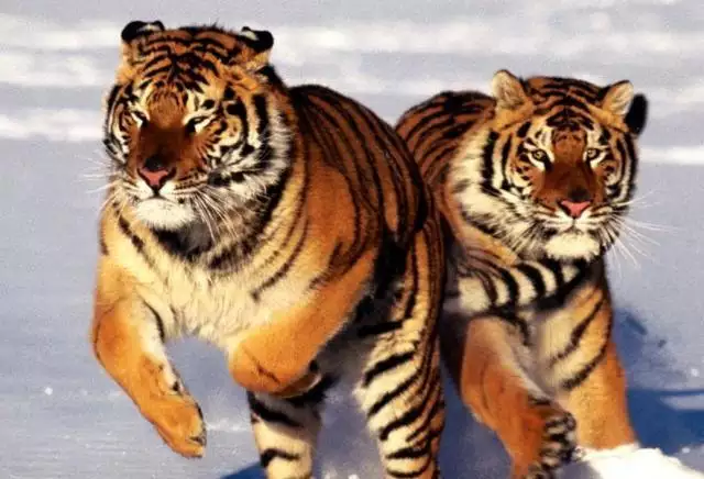 属虎哪天出生最好,属虎女孩哪天出生最好 属虎哪天出生最好,属虎女孩哪天出生最好