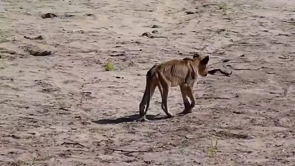 2、獅子太大了大漲:老虎和獅子那個體型大