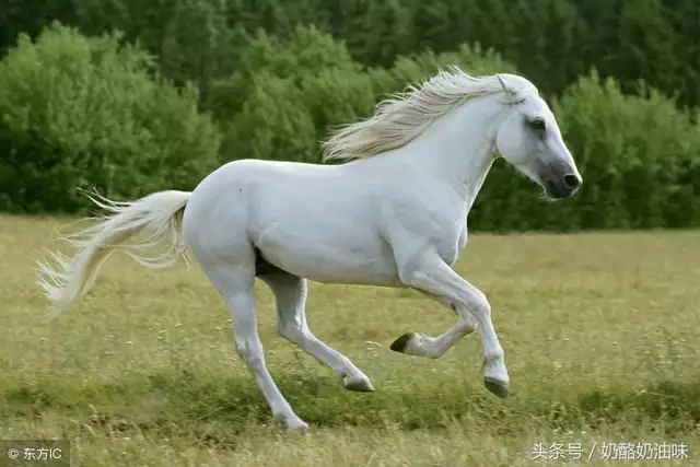 屬馬的虛歲今年多大了，78年馬2022 年每月運勢