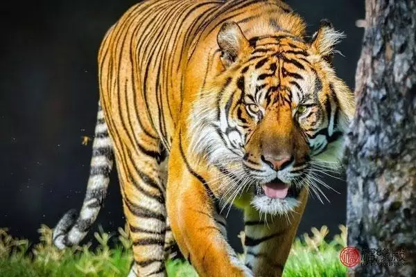 属虎和属虎的相克吗，属虎男和属虎女相配吗