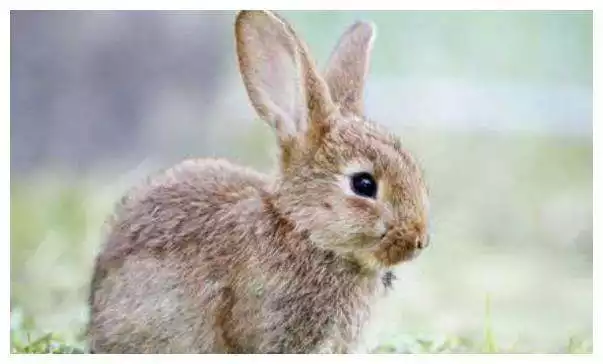 7年屬兔女下半年運勢,屬兔人1987年下半年運勢咋樣"