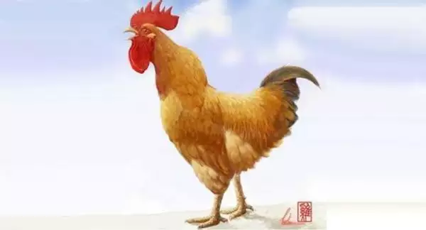 2、生肖鸡运势:69年属鸡人麻将运势