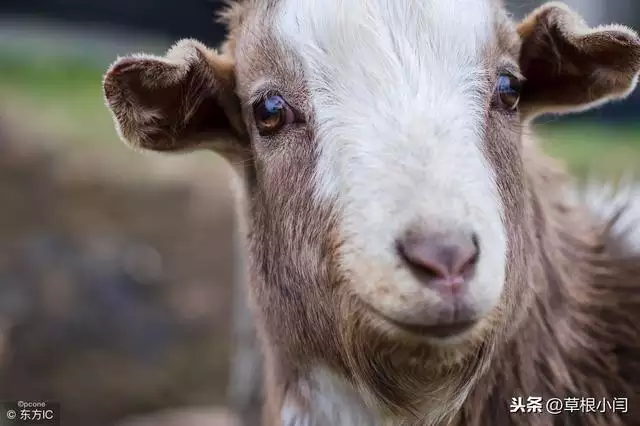 俗話說十羊九不全是值幾月的羊，一頭羊值多少錢