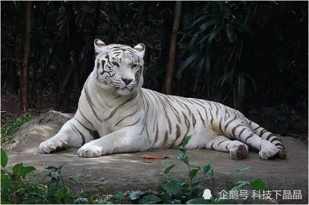 2、屬虎婚配:屬虎的和什麼屬相婚配好?