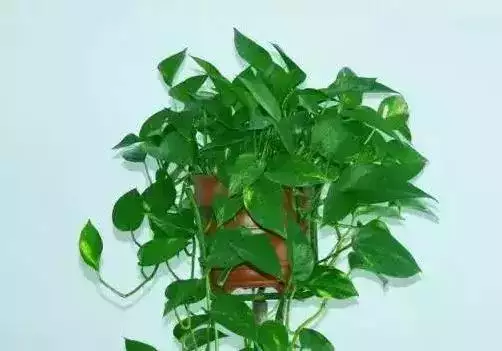 屬羊的發財方位在哪，79年屬羊42歲有桃花運