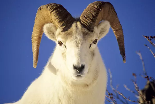 1、67年的羊婚配属相:67年的女羊与多大男人相配与事业和感情好的？