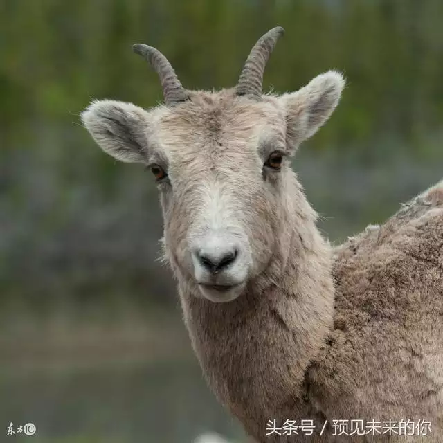 屬羊的怎麼旺自己的財運，79年屬羊佩戴什麼旺財