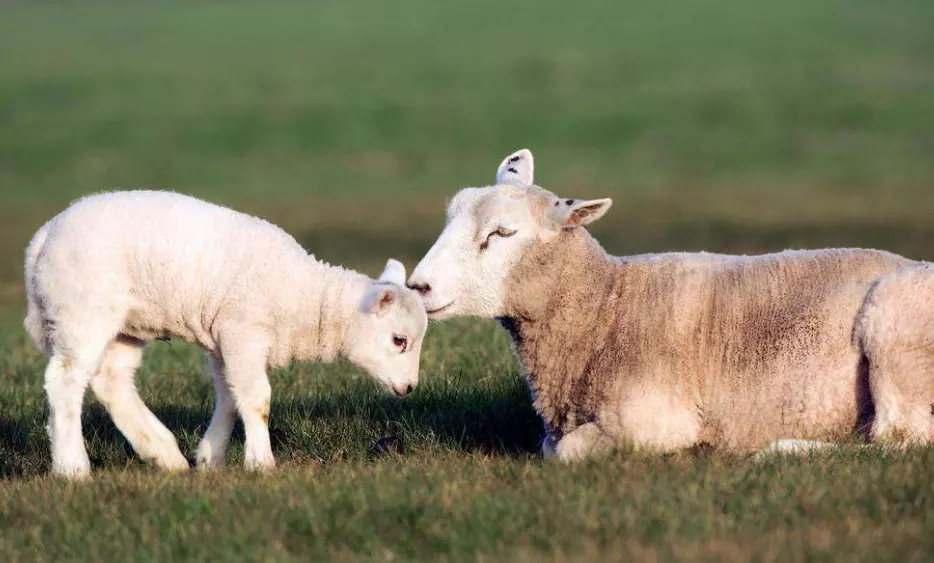 三月的羊的命運怎麼樣,三月屬羊的女人命好不好