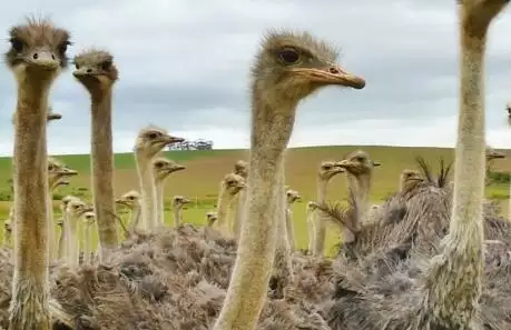3、養30隻駝鳥一年能贏利多少錢:養鴕鳥賺錢嗎？