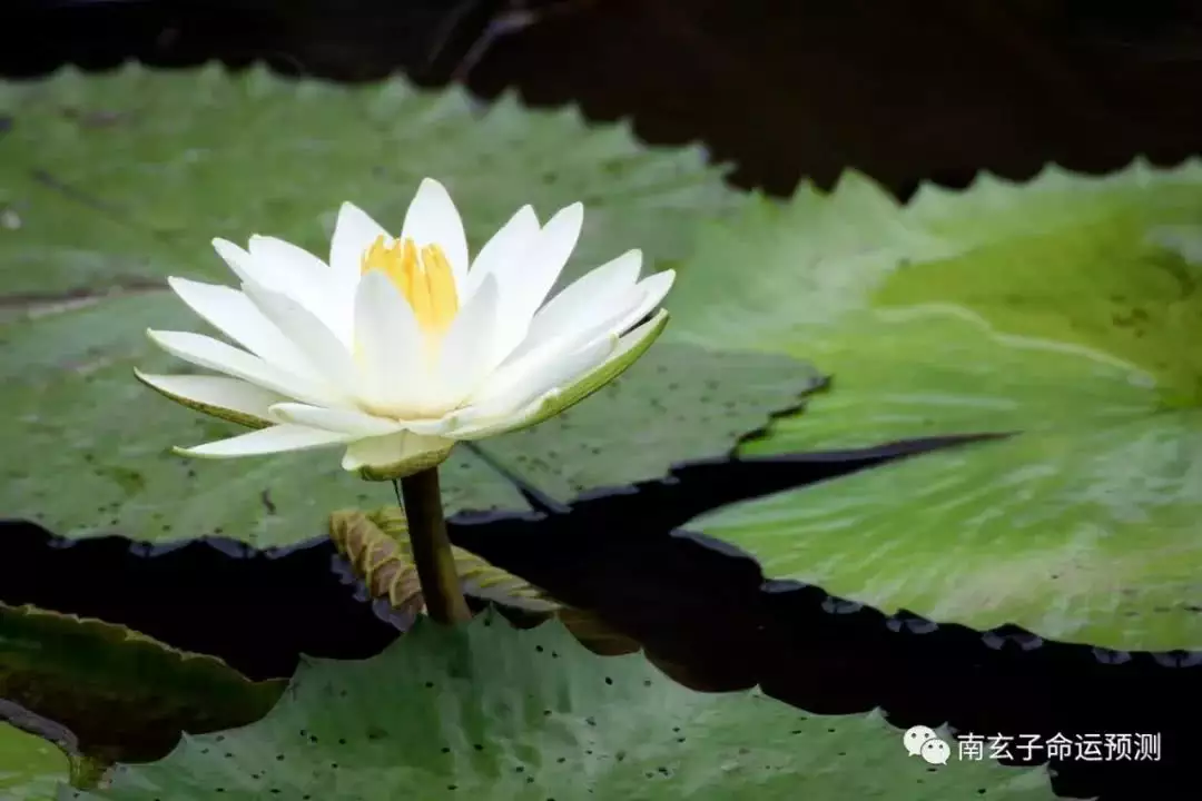 八字身弱什么意思:八字身弱和八字过衰是一个意思吗