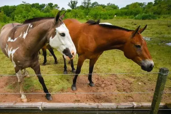 属马的过了31岁会富贵吗，1990属马三劫难