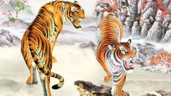 2、為什麼老人說屬虎的不好:聽身邊的老人們說屬虎的人很厲害嗎?