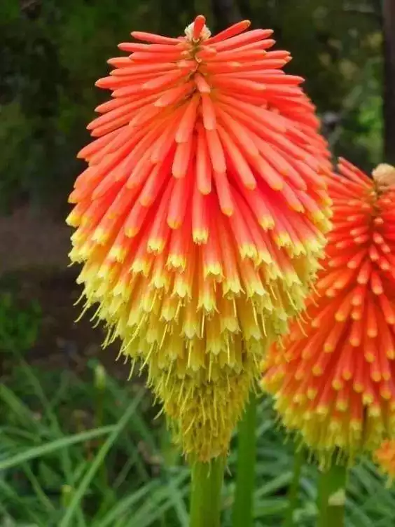 2、一把香燃烧后像开的花:烧香香灰形状向花一样