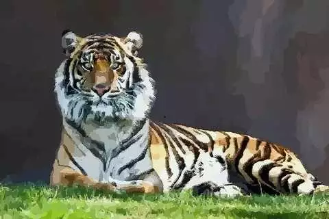 属虎的几几年出生，属虎哪个月份出生更好