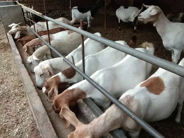 母羊裏面溫度高，羊晚上適應溫度是多少