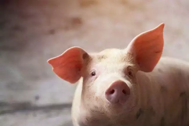 屬豬的人2024年運勢,1983年肖豬男2023運程