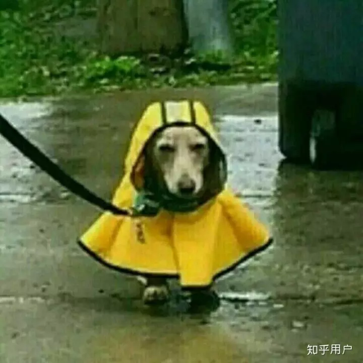 叼着花情侣头像
