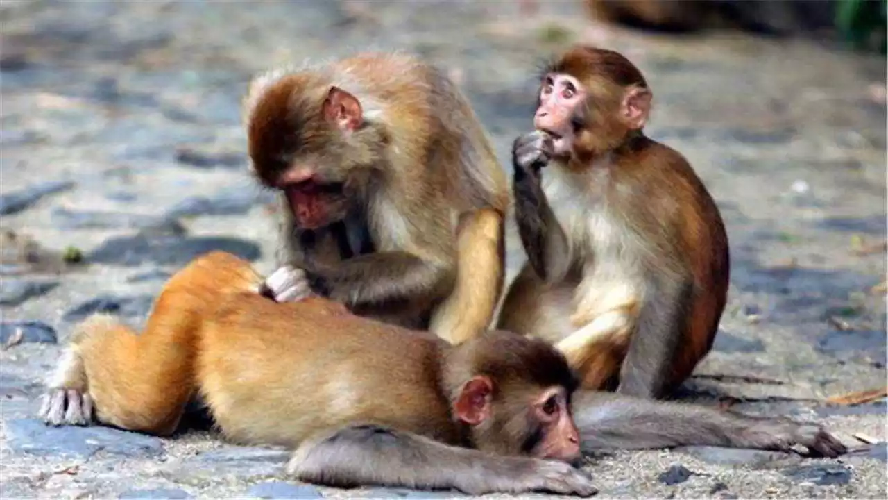 1、属猴男与属猴女婚配好不好:属猴的男生和什么属相的女孩最相配