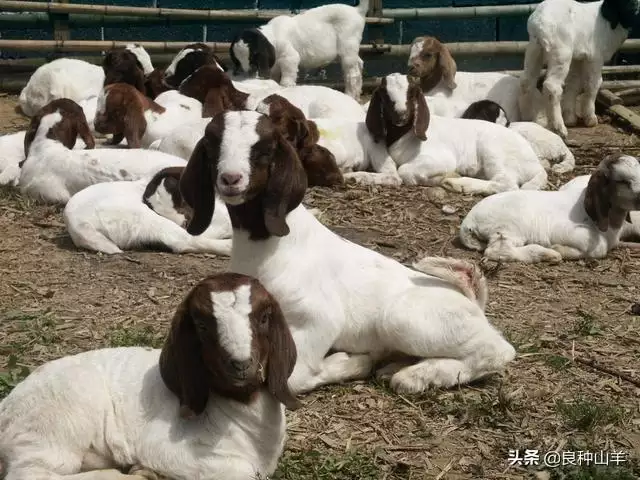 買羊看牙口圖片,房子圖片大全