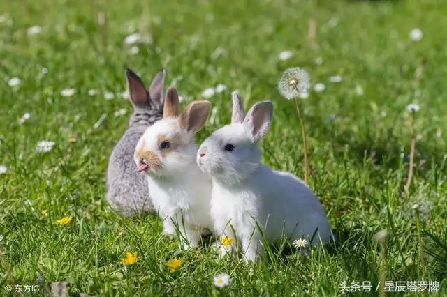 屬兔的和屬牛的相配嗎，屬兔的和屬牛的